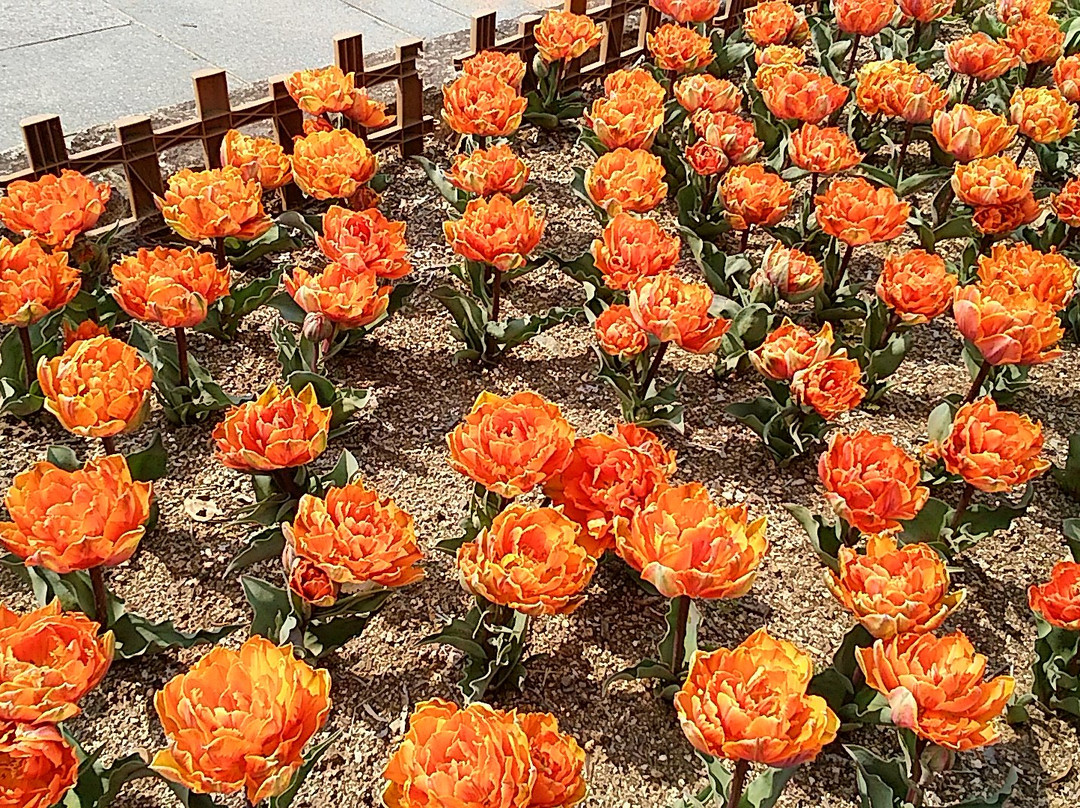 Kiso Sansen Park Center-海津市必去景点