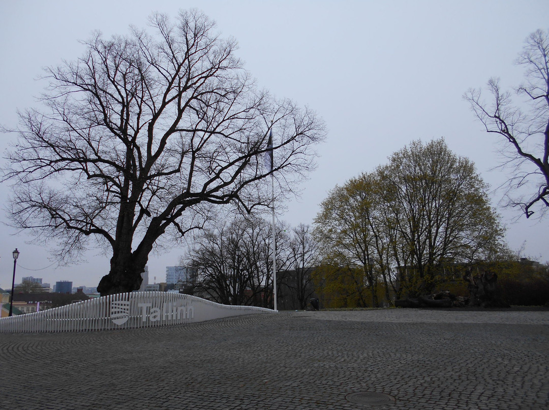Harju Hill Park-塔林必去景点