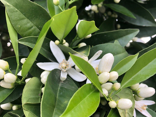 Orange Grove RV Park主图