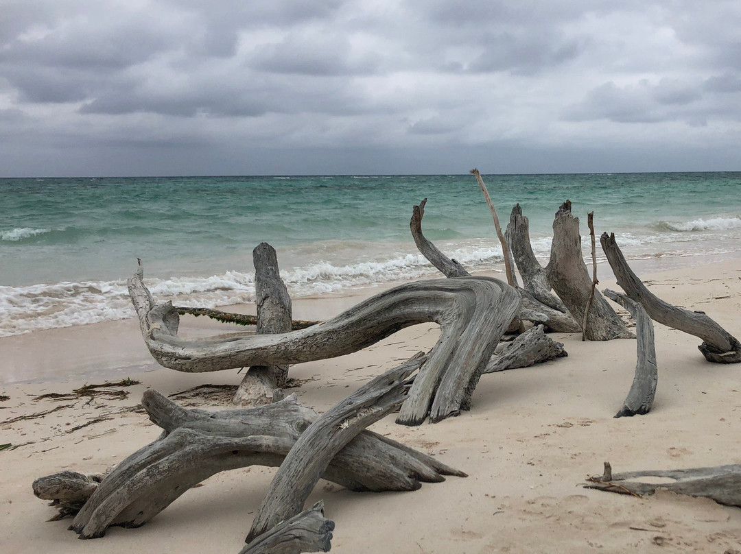 Cayo Jutias Tour景点图片