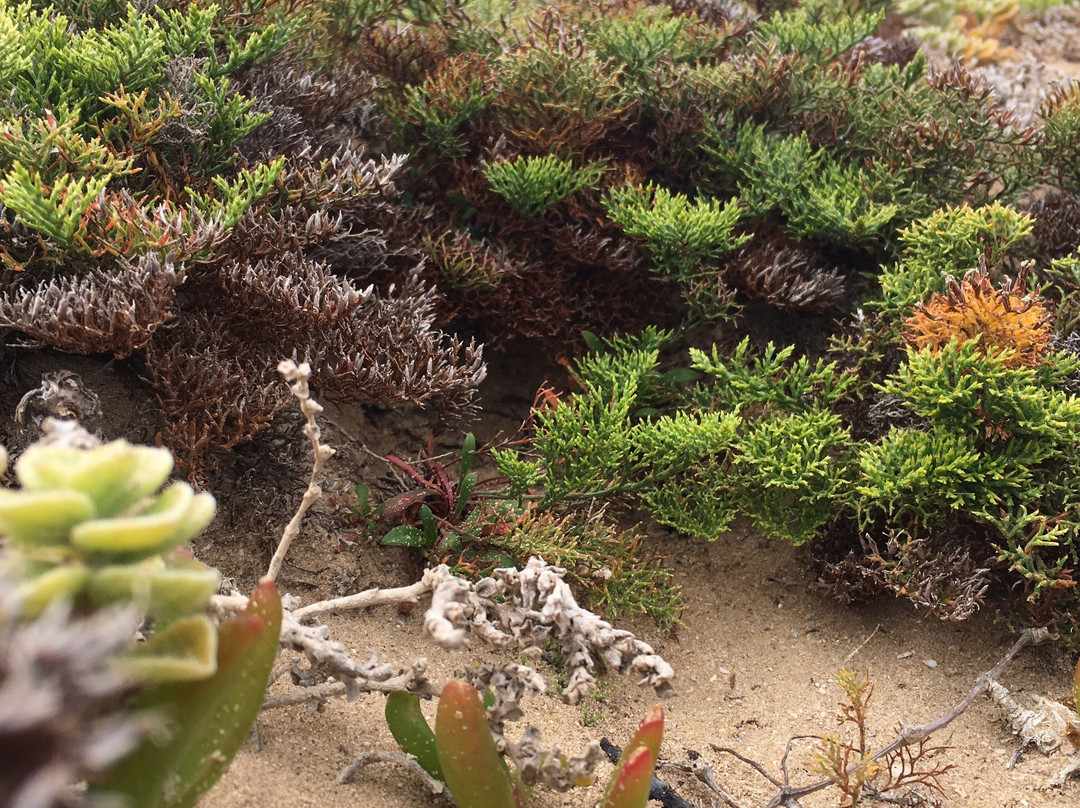 The Beach House主图