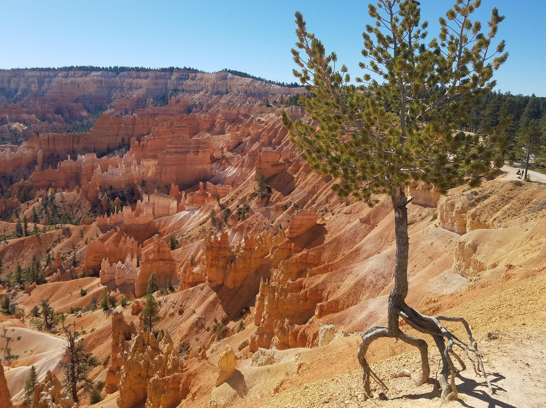 Top Canyon Tours-拉斯维加斯必去景点