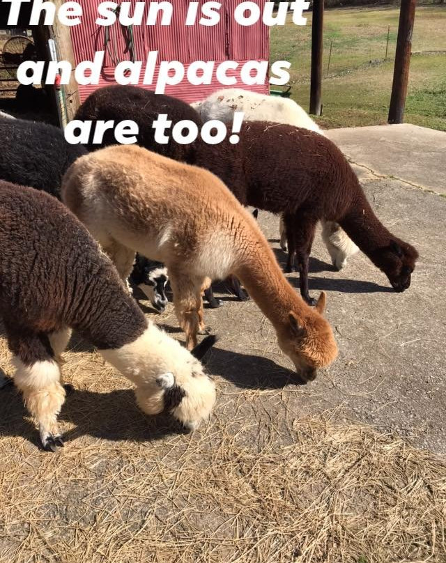 Blackberry Hill Alpacas Weddings and Events景点图片