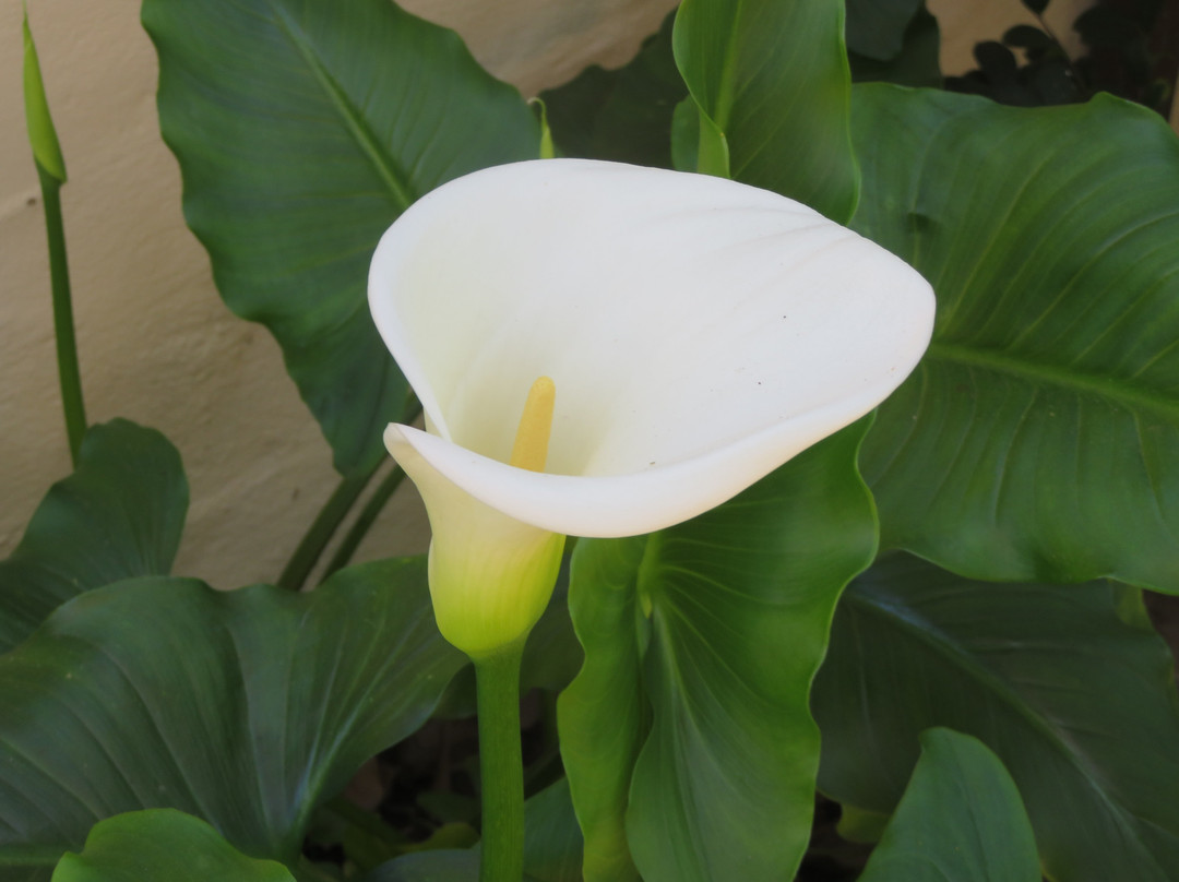 Allied Arts Guild-门洛帕克必去景点