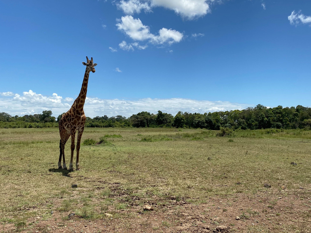 Mara North Conservancy景点图片