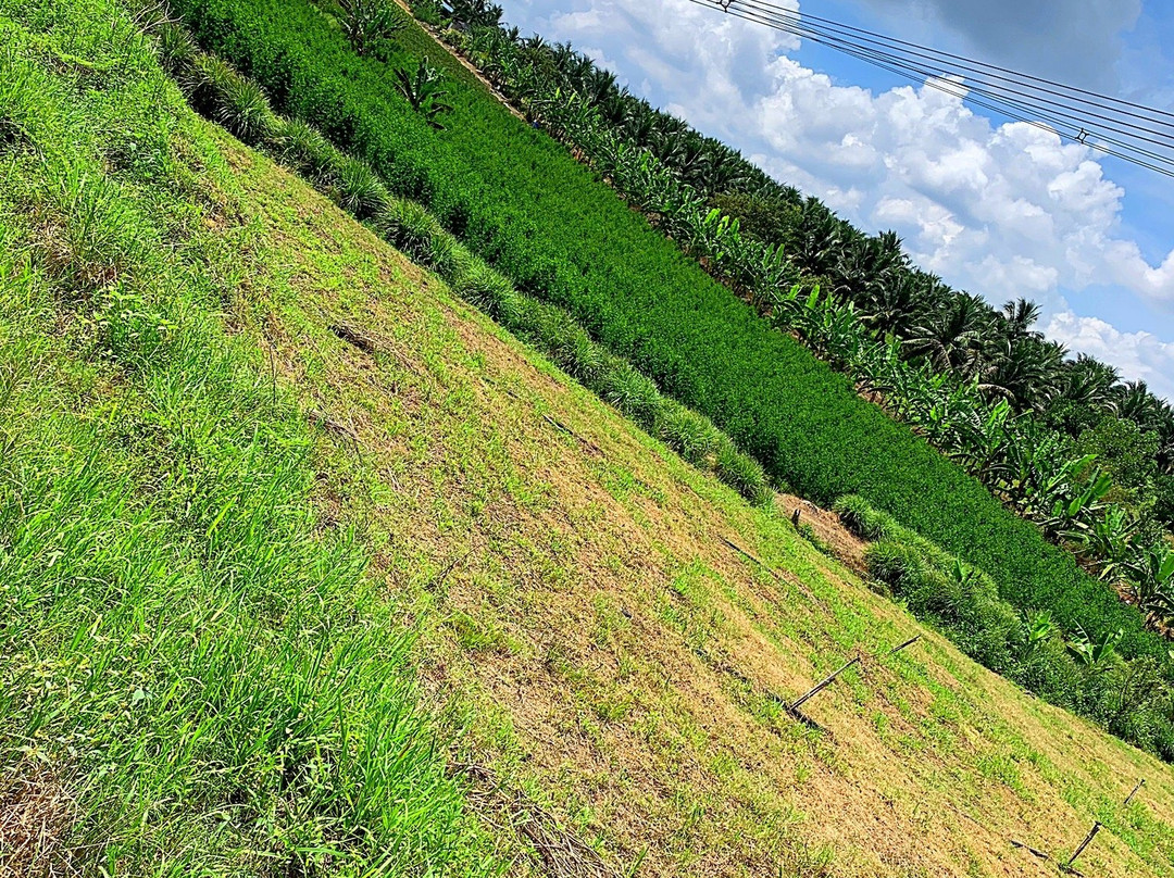 Selangor Fruits Valley景点图片