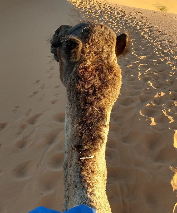 Erg Chebbi Dunes景点图片