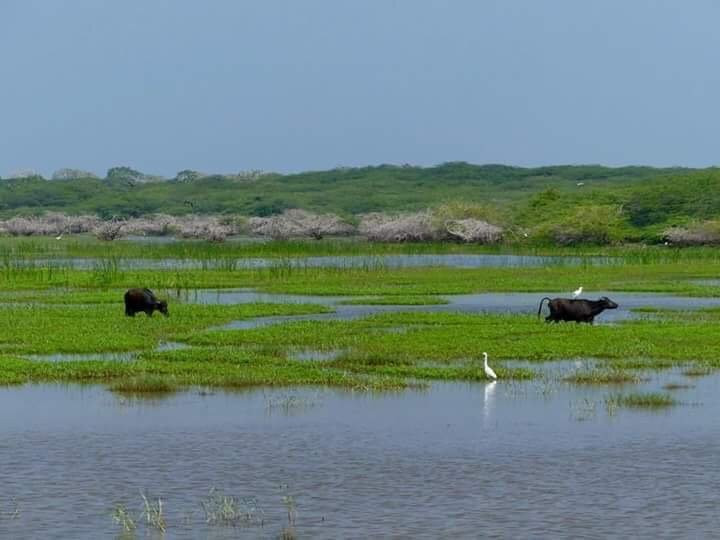 Kalamatiya Bird Sanctuary景点图片