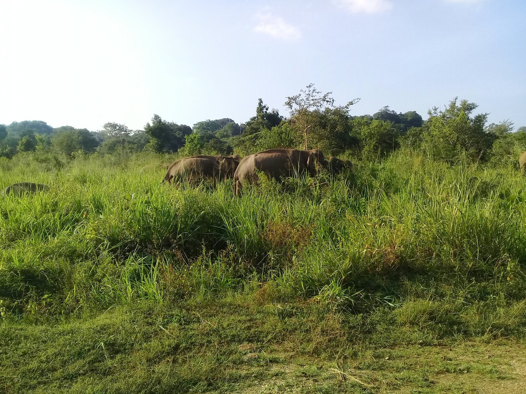 Jaye Wannakumudiyanselage top tour sri lanka-班达拉维拉必去景点