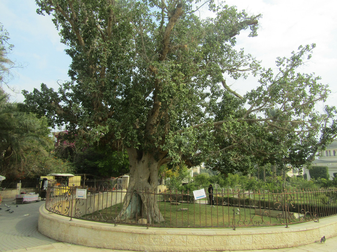 Zaccheus' Tree-Jericho必去景点