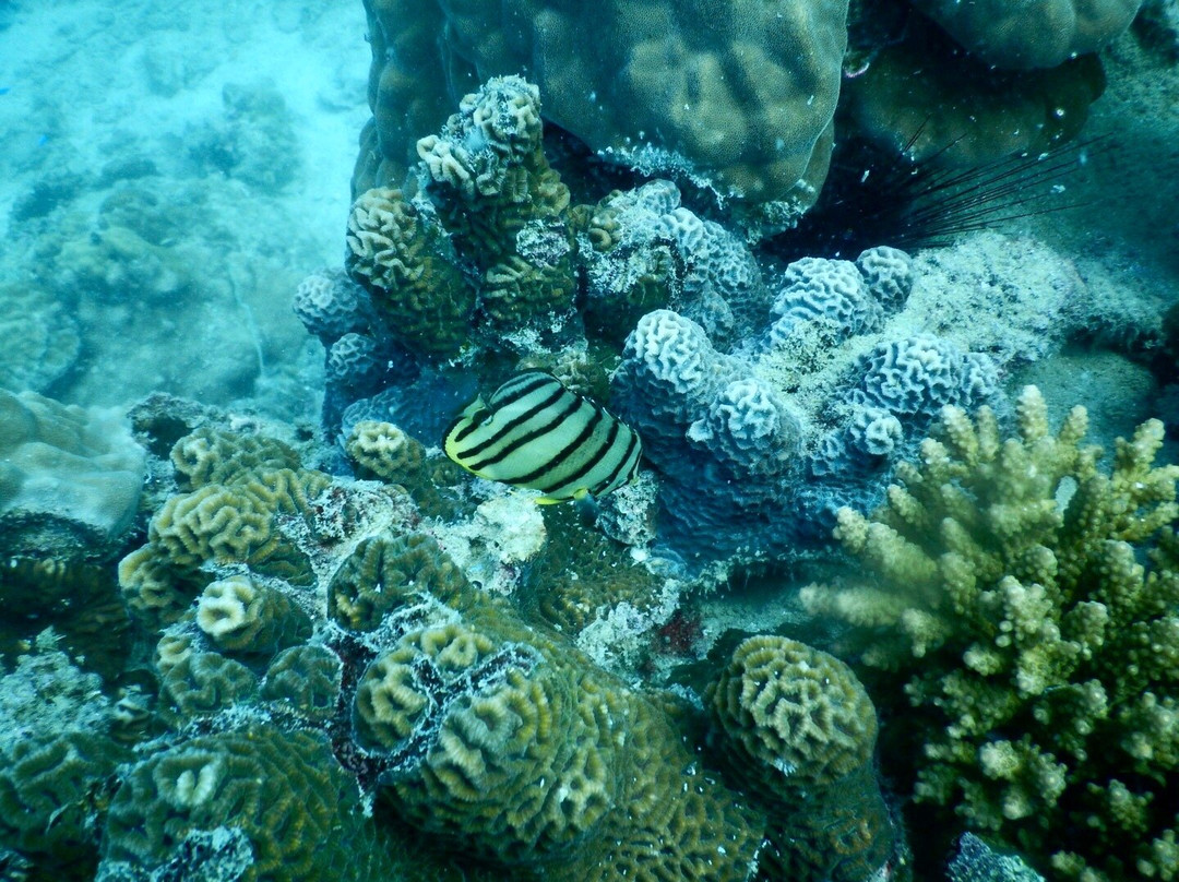 Hydronauts Diving Resort-涛岛必去景点