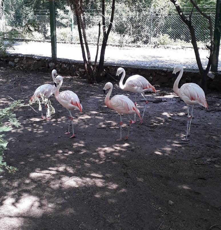 Tatu Carreta Zoologico景点图片