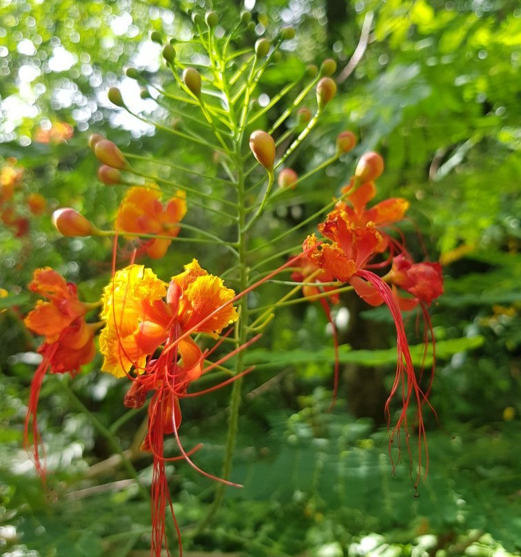 Harrison W. Smith Botanical Garden景点图片