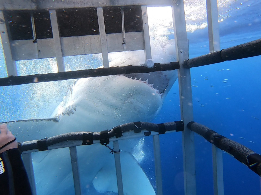 Guadalupe Island-下加利福尼亚州必去景点