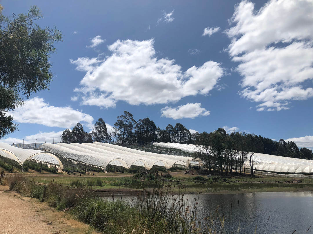 Christmas Hill Raspberry Farm-Elizabeth Town必去景点