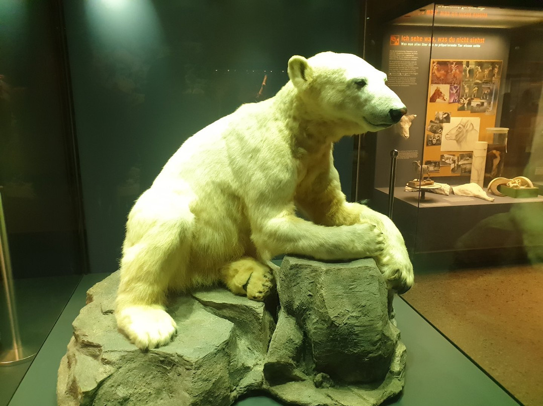 Naturkundemuseum Potsdam-波茨坦必去景点