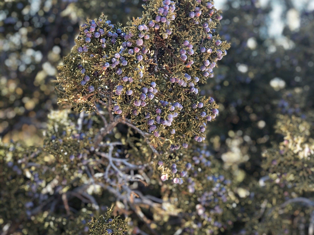 Galisteo Basin Preserve景点图片