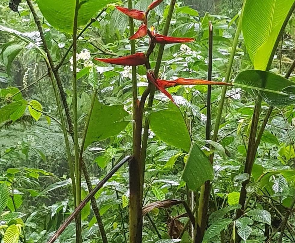 Monteverde Morning Walk景点图片