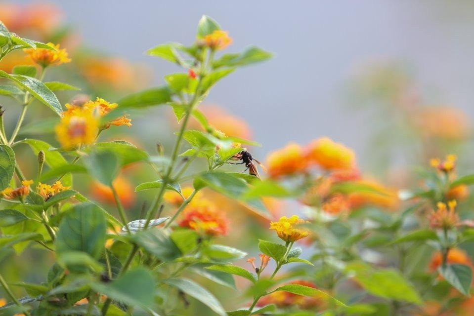 Cat Ba Local Tour-下龙湾必去景点