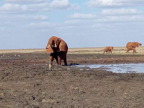 Kenya Safari Jambo-瓦塔木必去景点