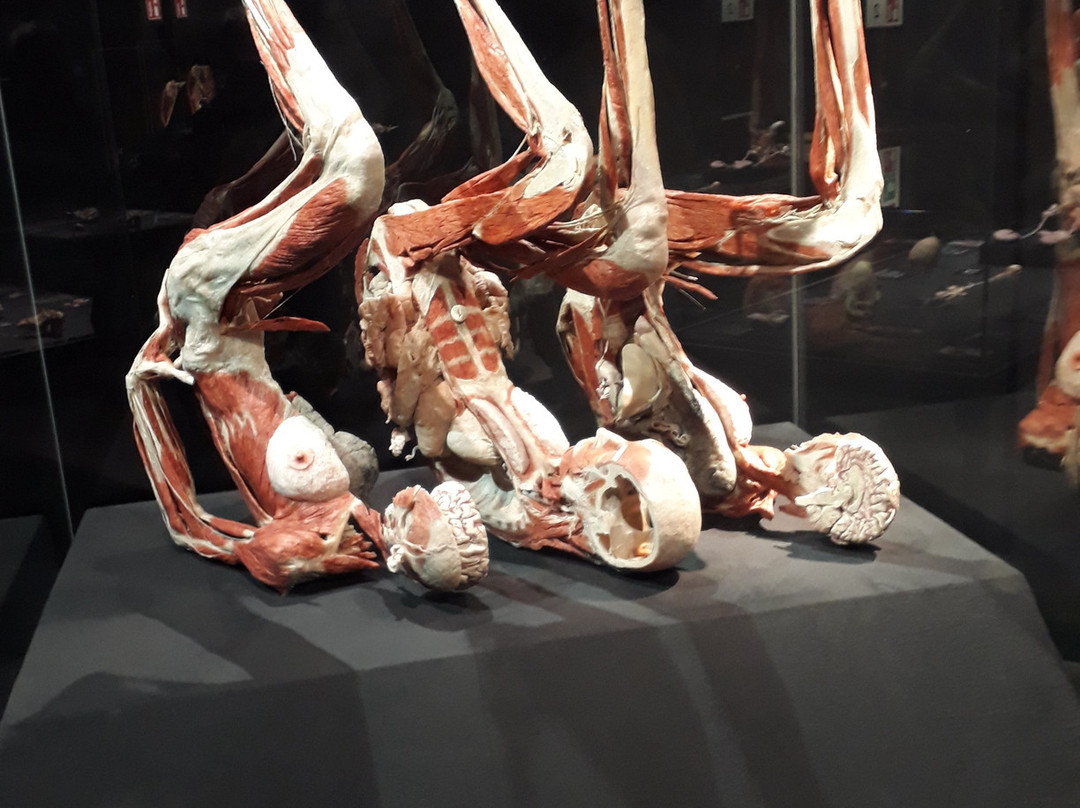 人体世界展览-阿姆斯特丹必去景点
