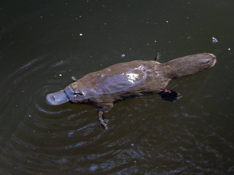 Wild Platypus (formerly All Things Wild At Burnie)-伯尼必去景点