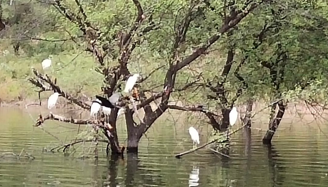 Jaisamand Lake景点图片