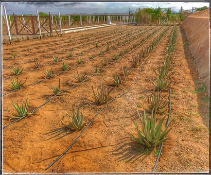 Montrigo Oasi-博阿维斯塔必去景点