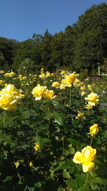 Ikuta Ryokuchi Rose Garden景点图片