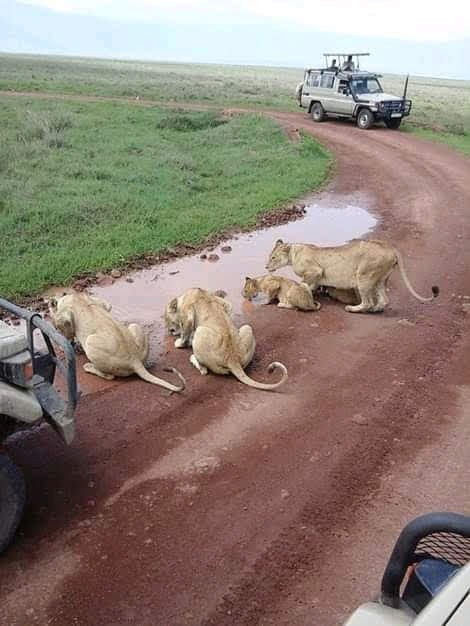 AFRIC MZIZI SAFARIS-Karen必去景点