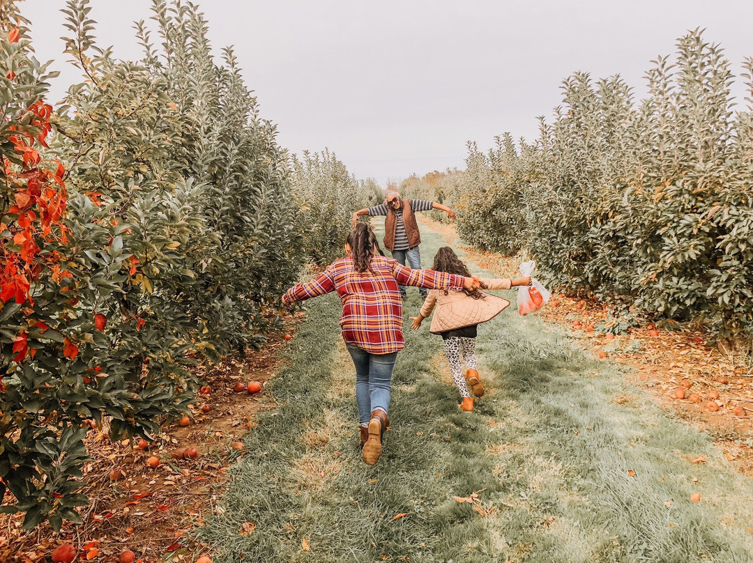 Terhune Orchards & Winery景点图片