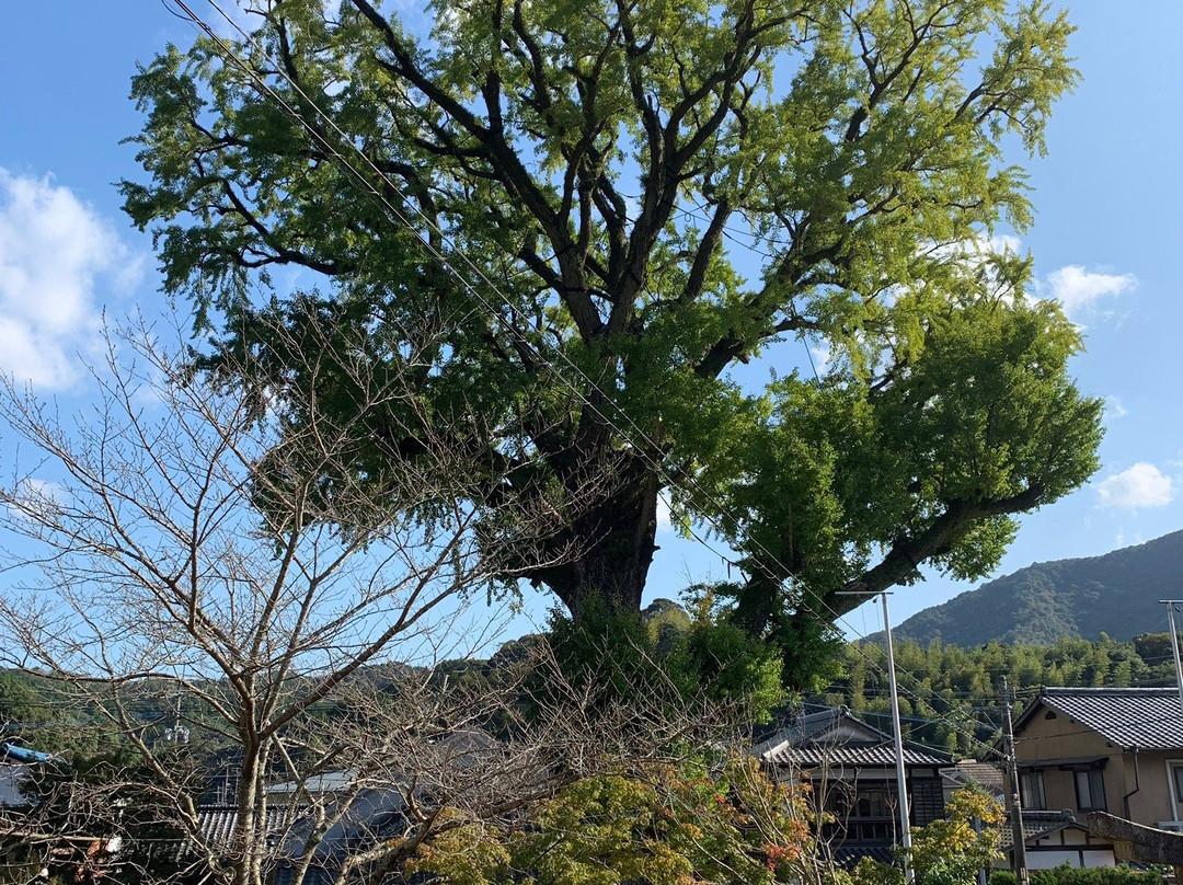 Izumiyama Large Ginkgo Tree景点图片