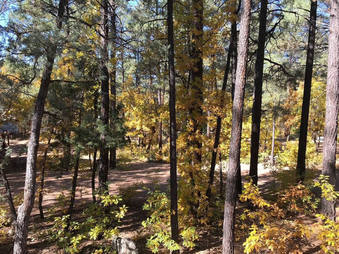 Northwoods Cabins主图