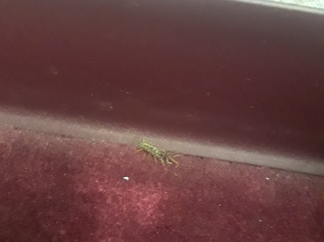 Royal Inn Motel主图