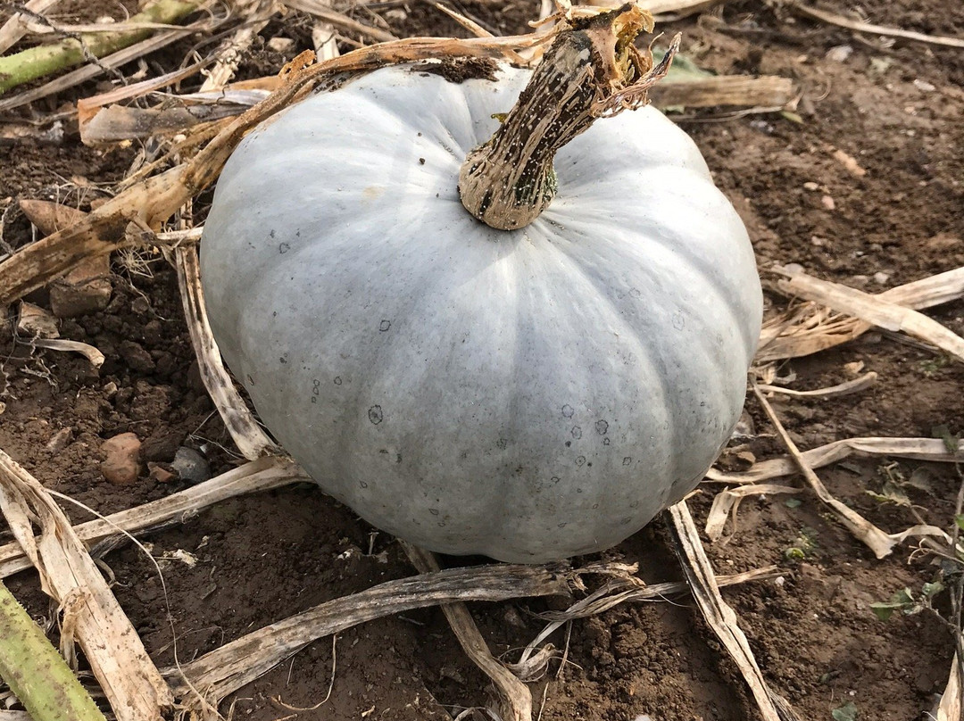 Pumpkin Picking Patch景点图片