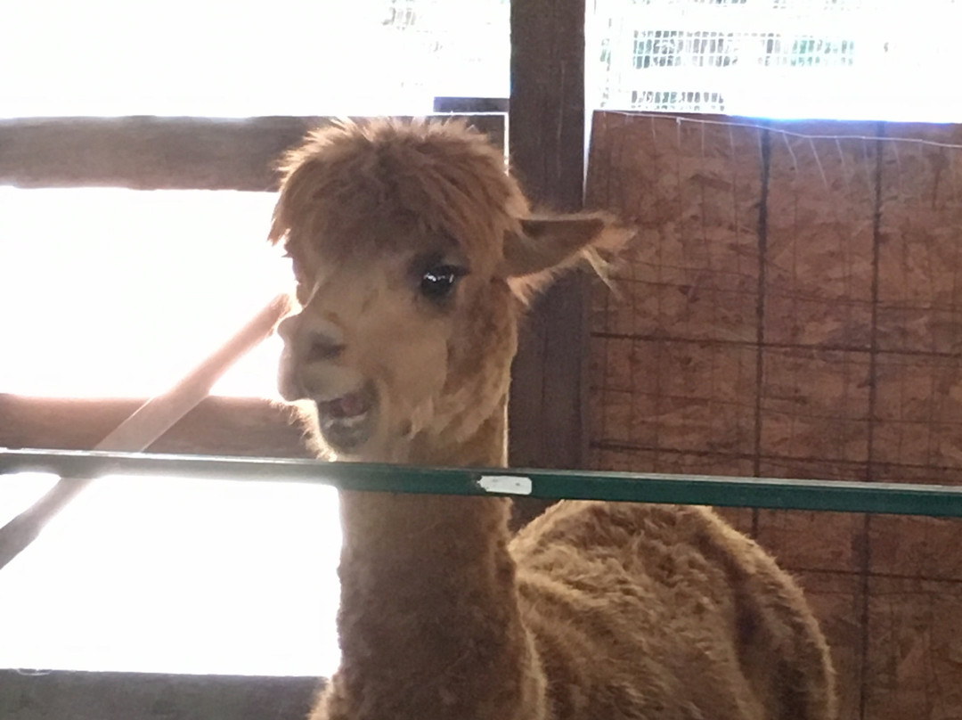 Alpaca Dreams景点图片