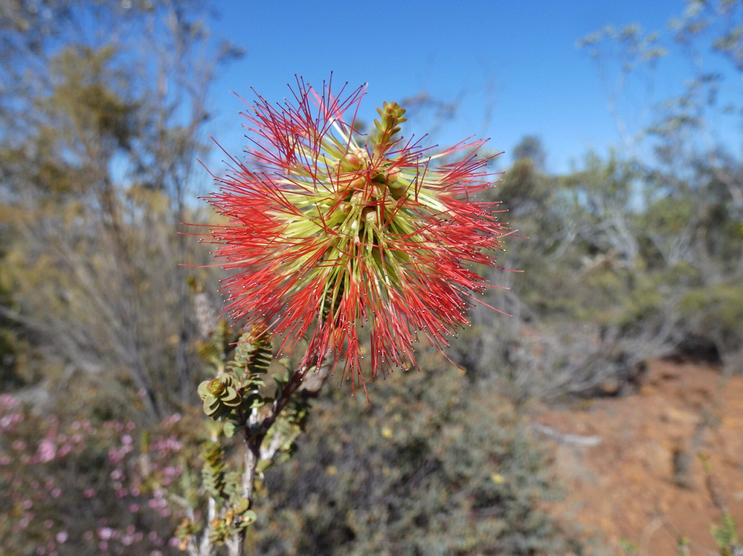 Ravensthorpe Range-Ravensthorpe必去景点