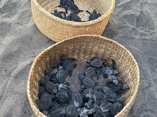 Centro Ecoturístico Escobilla