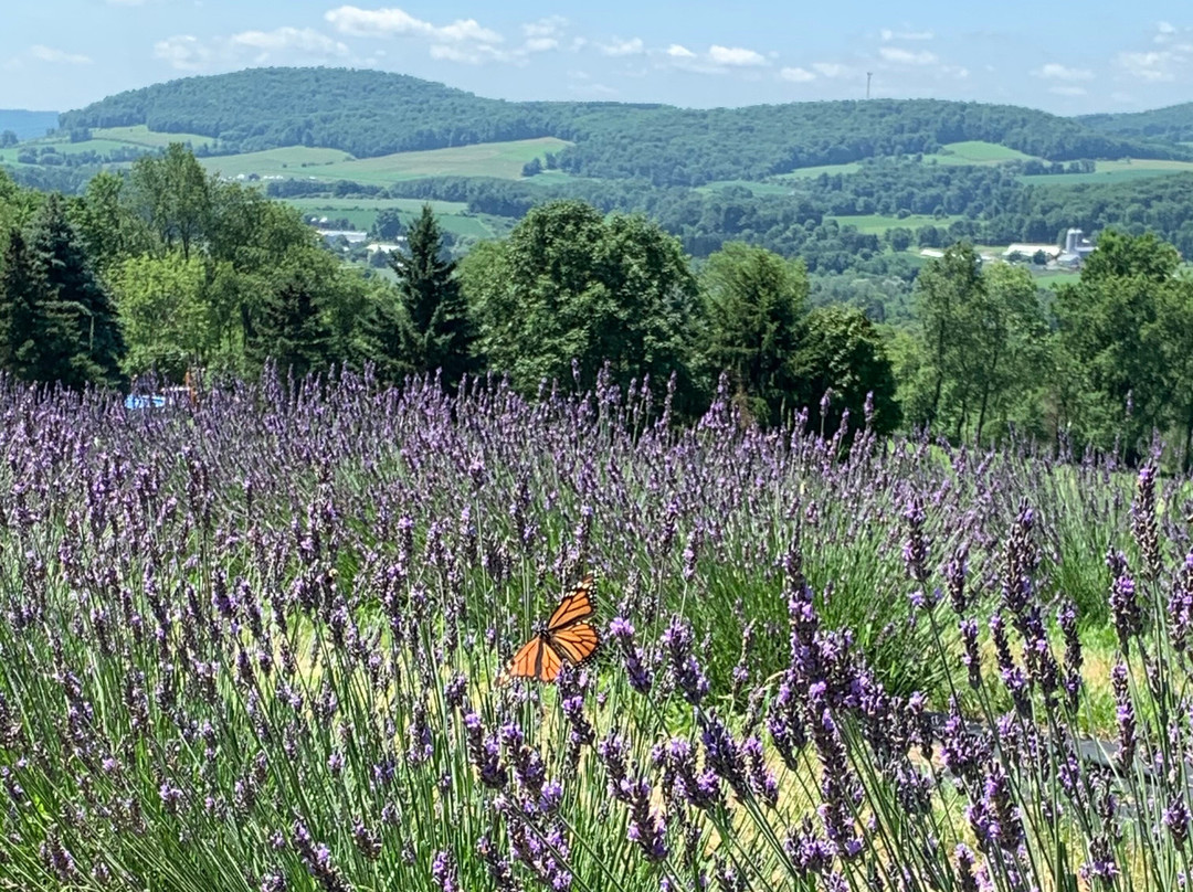 Hillcrest Lavender Farm,LLC景点图片