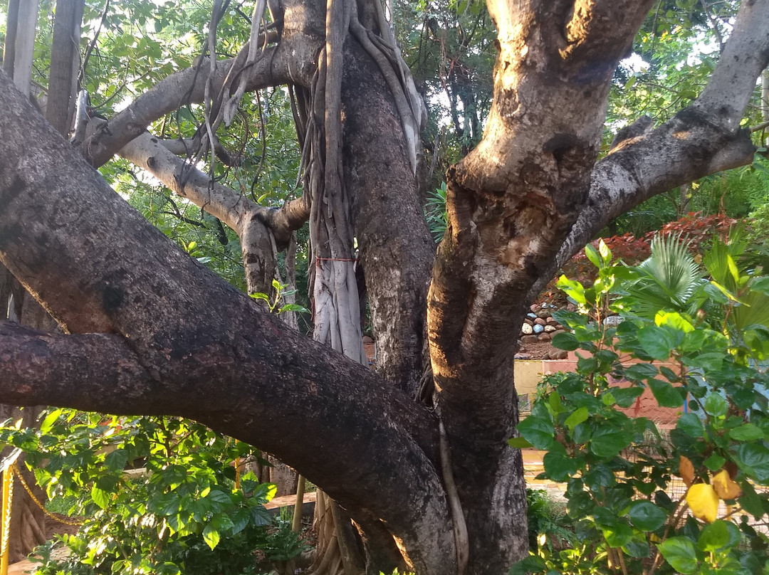 Vata Vriksha (Meditation Tree)景点图片