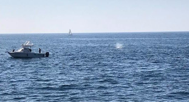 Ocean Explorer Cruises