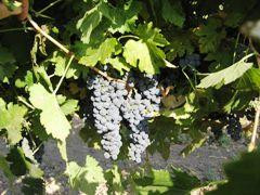 Pozo Valley Winery景点图片
