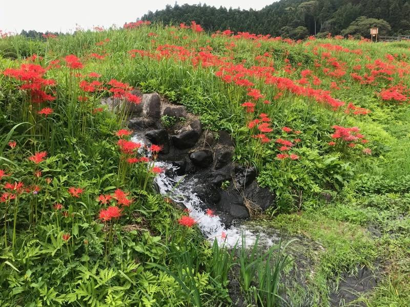 Minozawa Higanbana Park-那须町必去景点