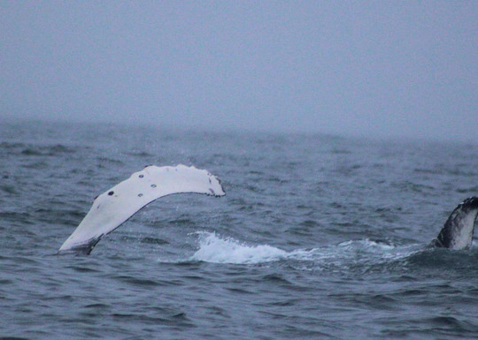 Inn and Out Charters-苏厄德必去景点