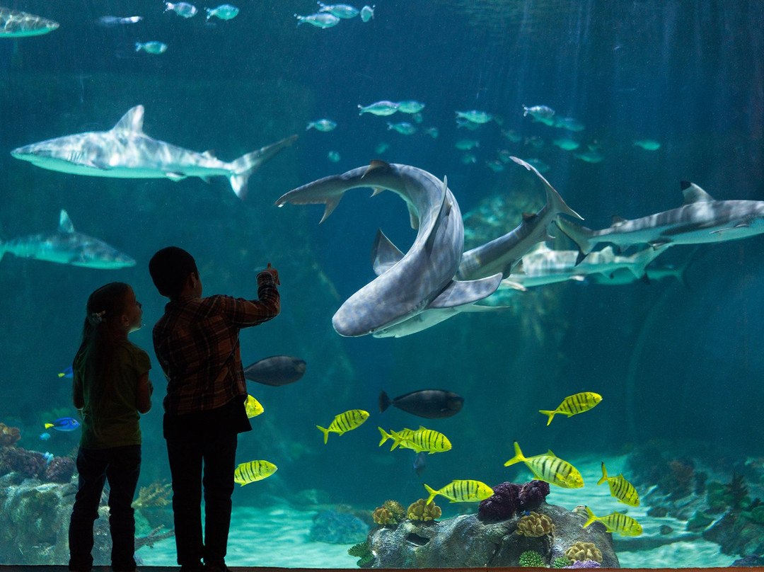 Loveland Living Planet Aquarium景点图片