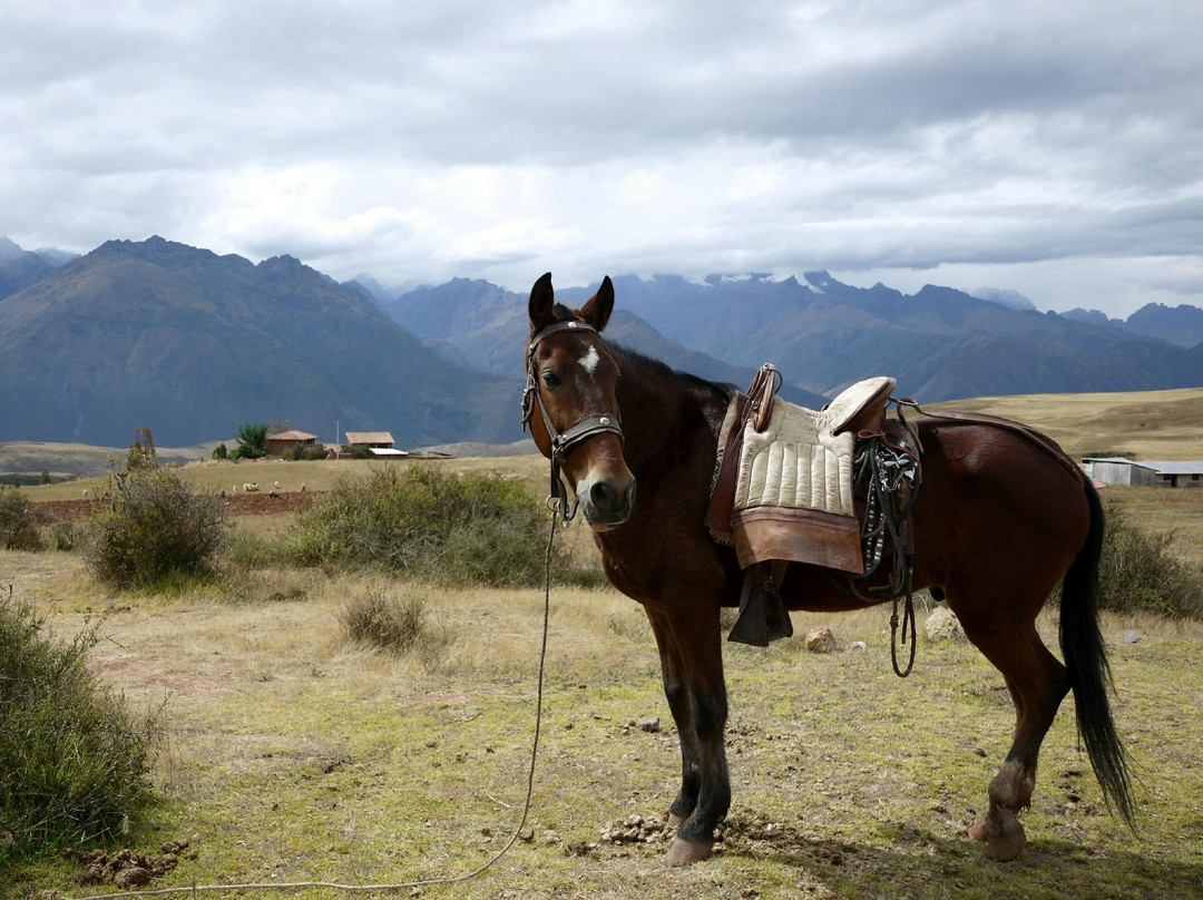 Apupacha Horse Adventure景点图片