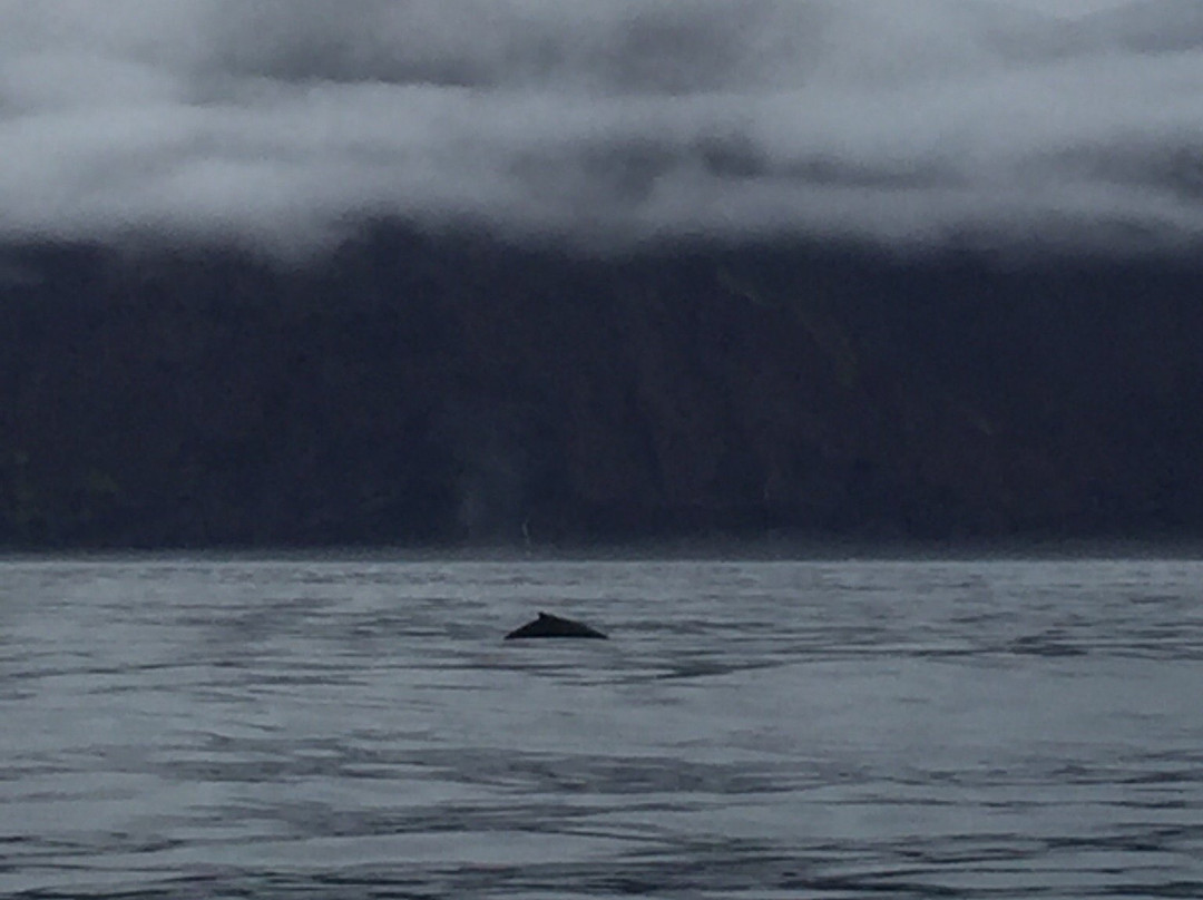 Salka Whale Watching-胡萨维克必去景点