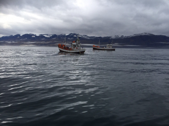 Salka Whale Watching-胡萨维克必去景点