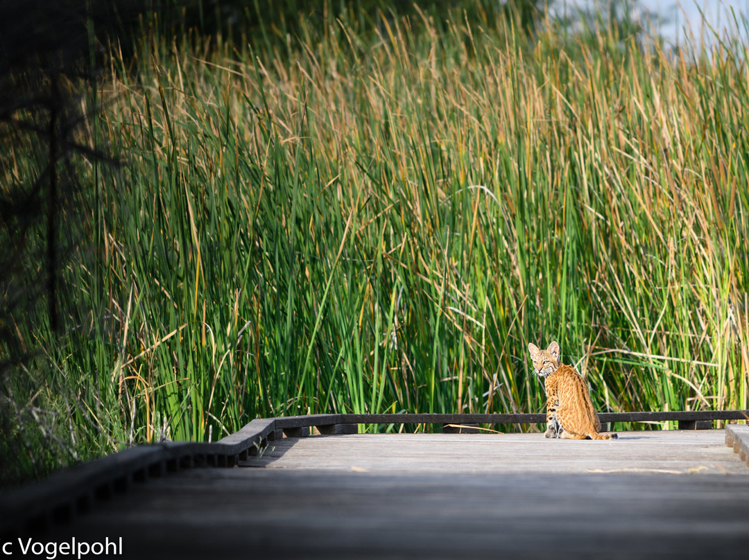 I-20 Wildlife Preserve景点图片