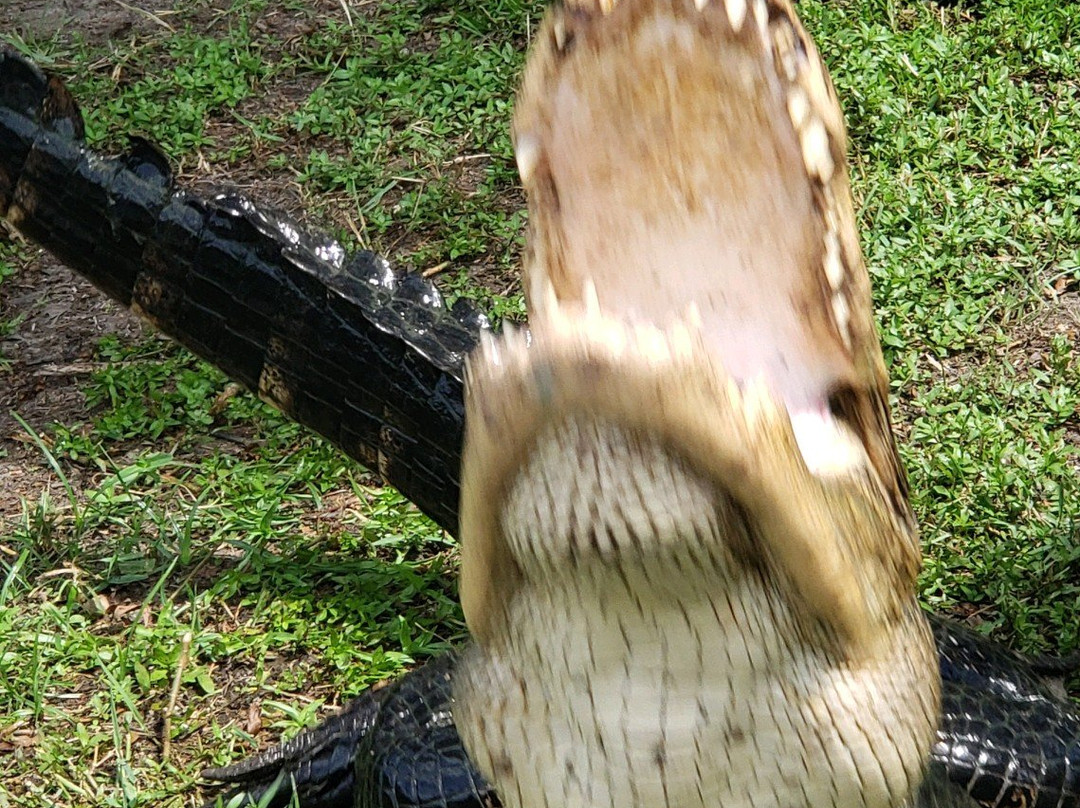 Bayou Black Airboat Swamp Tours景点图片